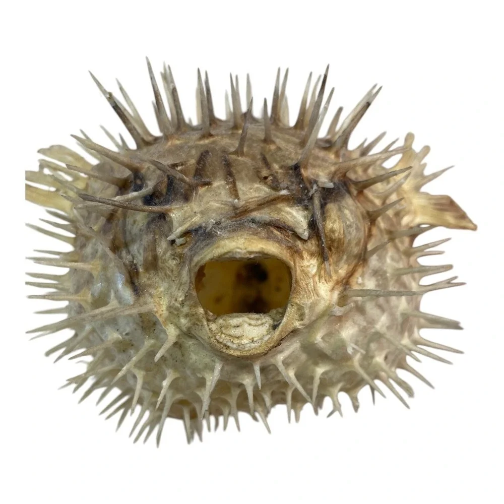 Vintage Puffer Fish Preserved Taxidermy Blowfish Balloonfish Dried